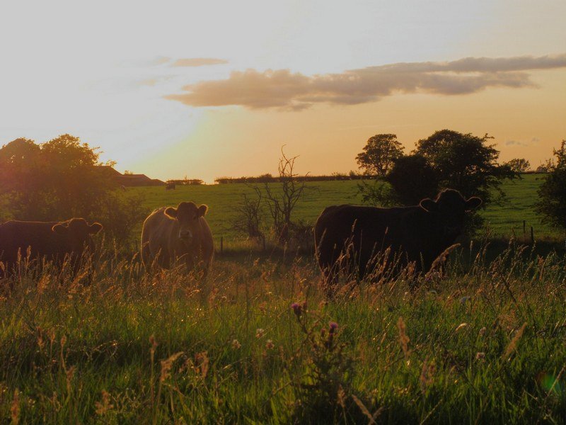 Hadrians Wall Path