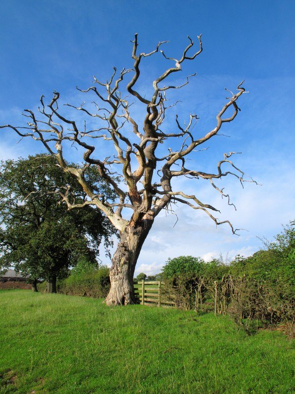 Hadrians Wall Path