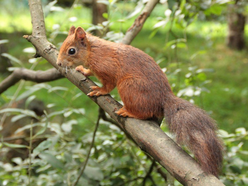 Red Squirrel