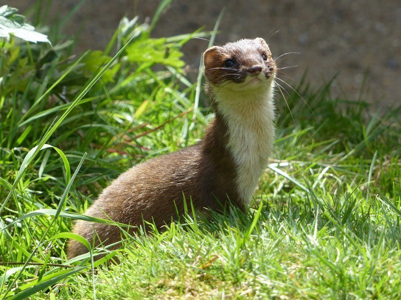 Stoat